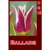 Тюльпаны Ballade