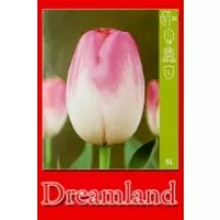 Тюльпаны Dreamland