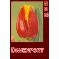 Тюльпаны Devenport