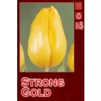 Тюльпаны Strong Gold