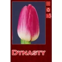 Тюльпаны Dynasty