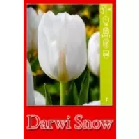 Тюльпаны Darwi Snow